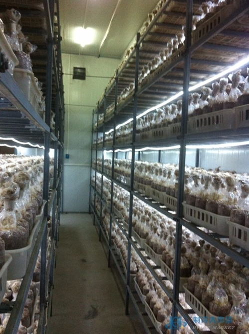 食用菌产品 市场需求、供应特点与零售趋势