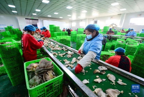 河北邯郸 食用菌产业赋能乡村振兴，食用农产品零售焕发新生机