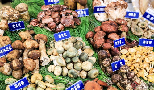 2024大理味道美食季暨云品进京推介活动盛大启动 品味苍洱风情，助力滇品出滇